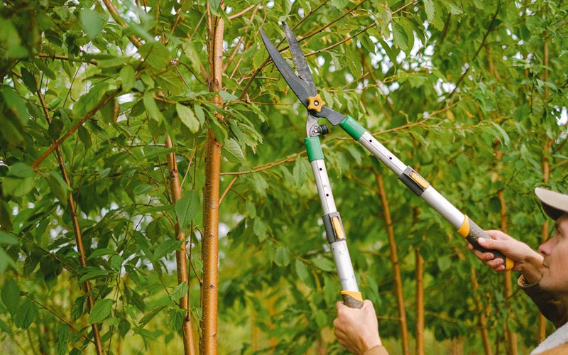 Tree trimming in Driscoll, ND