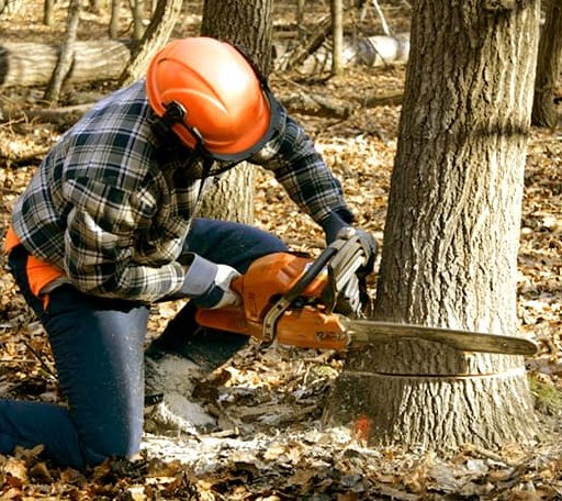 Tree Removal in Driscoll, ND